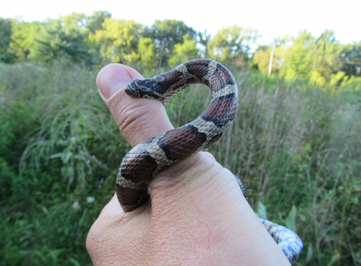 Eastern Milk Snake